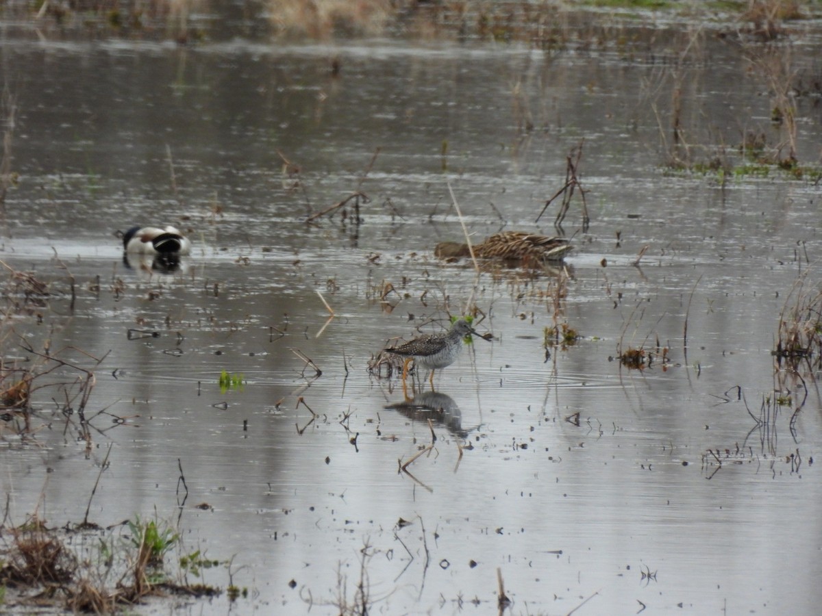 Greater Yellowlegs - ML633868964
