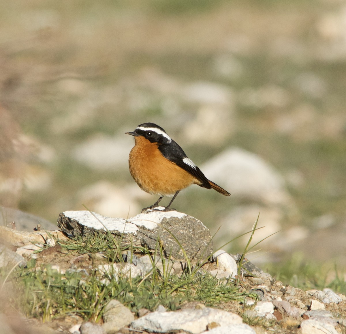 Moussier's Redstart - ML633869110