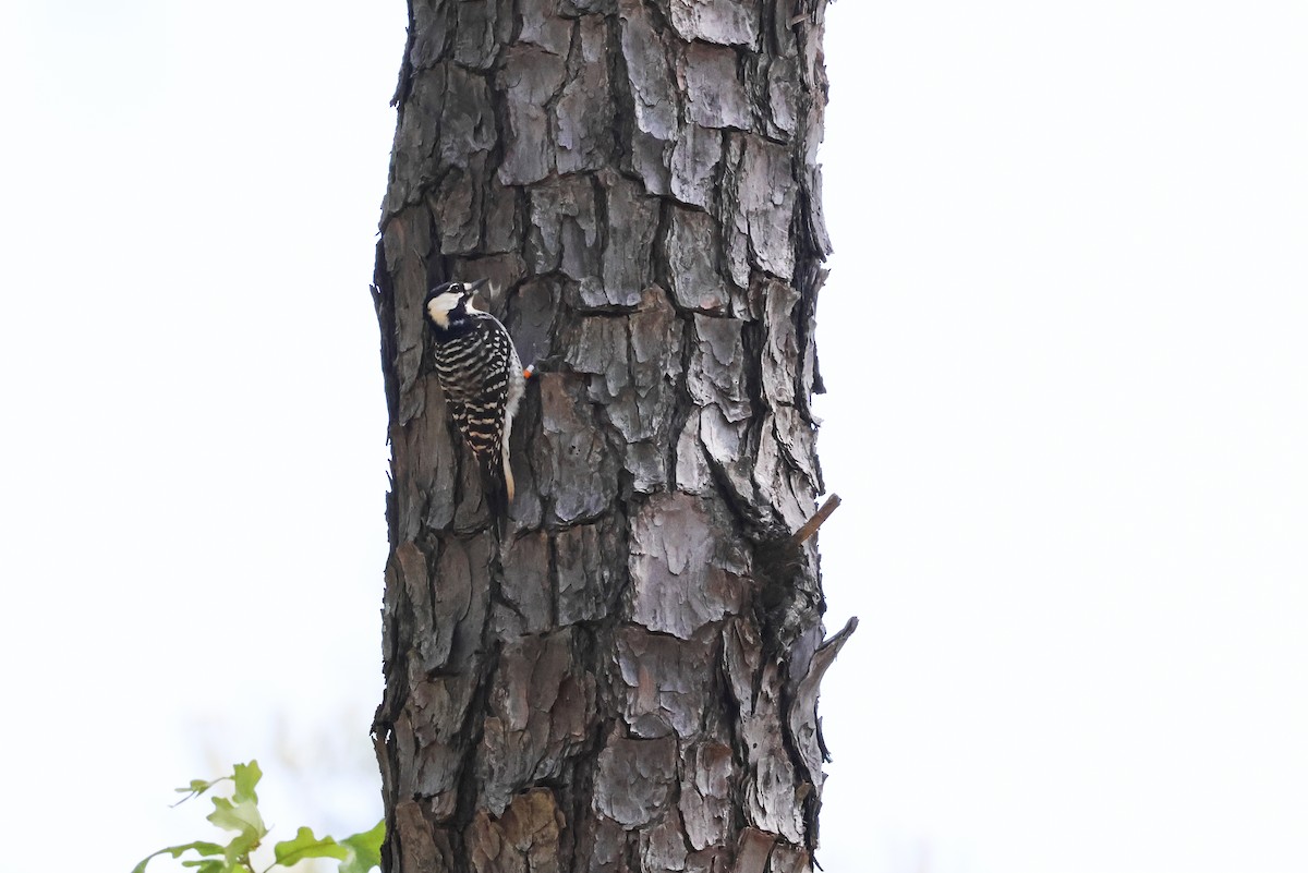 Red-cockaded Woodpecker - ML633869174