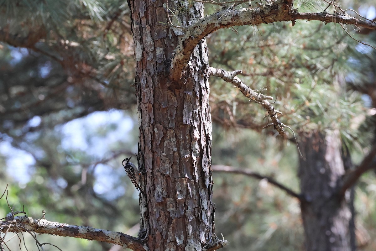 Red-cockaded Woodpecker - ML633869192