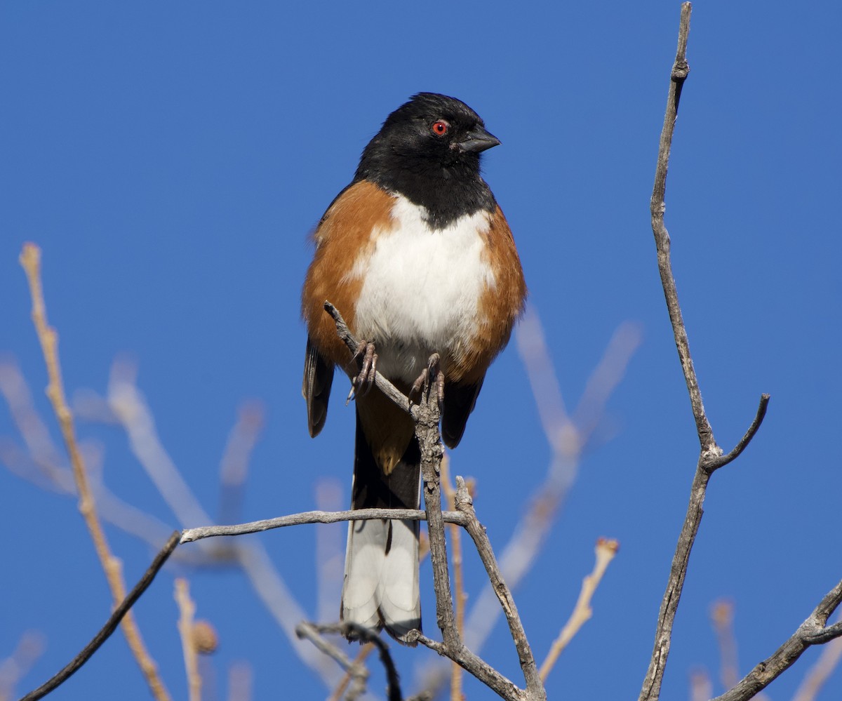 Spotted Towhee - ML633869217