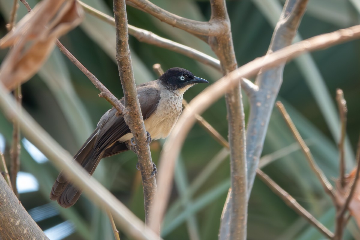 Blackcap Babbler - ML633869227