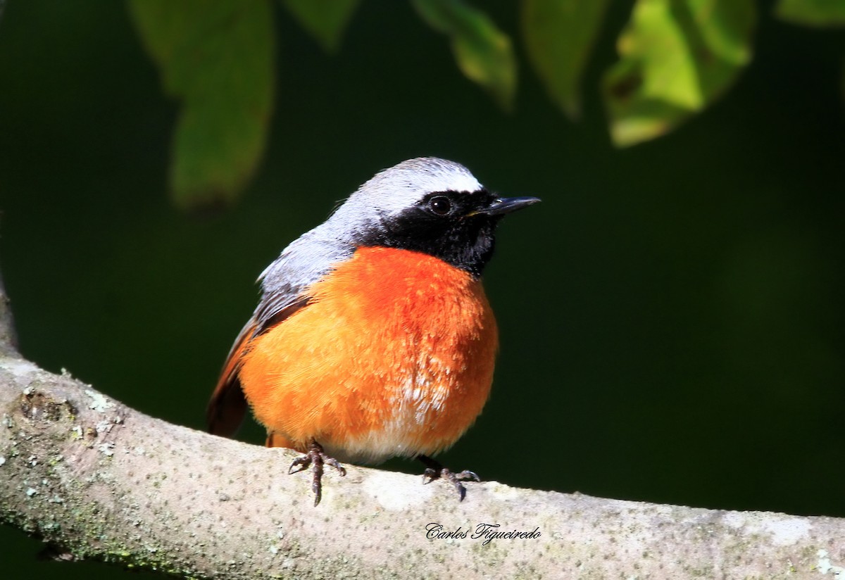 Common Redstart - ML633869447