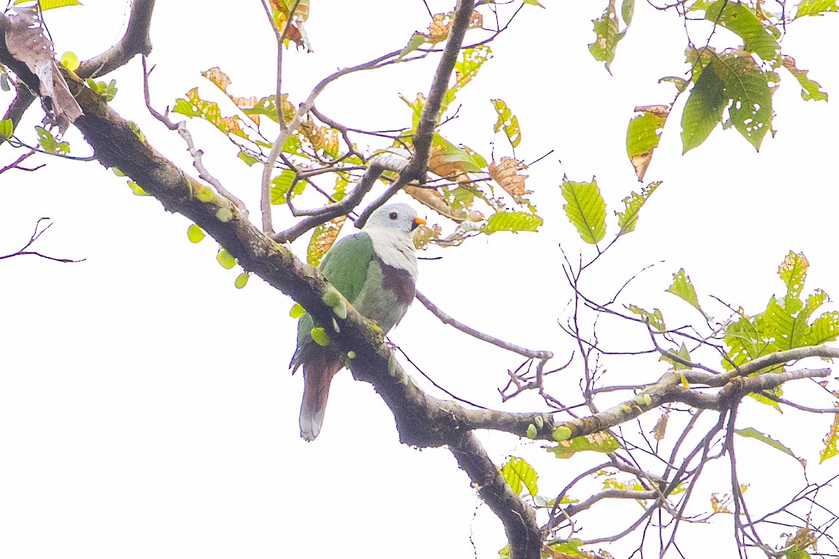 Black-chinned Fruit-Dove - ML633869505