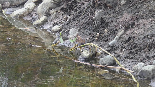 Baillon's Crake - ML633869827