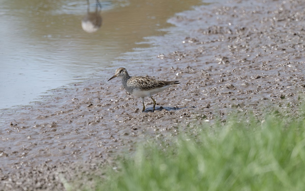 Bécasseau à poitrine cendrée - ML633869908