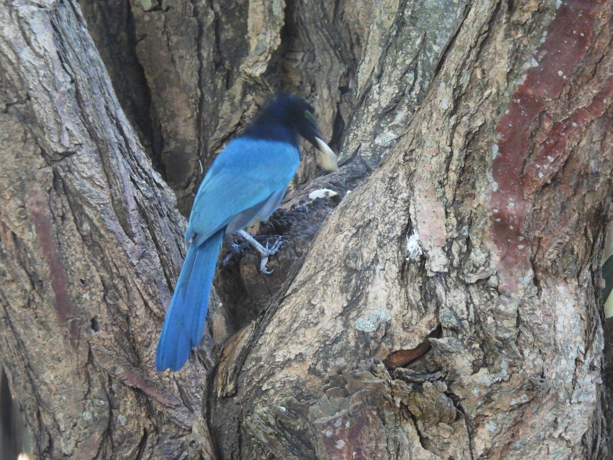 Bushy-crested Jay - ML633869914