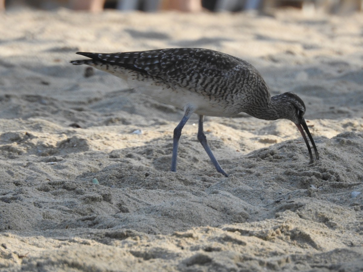 Willet - ML633870096