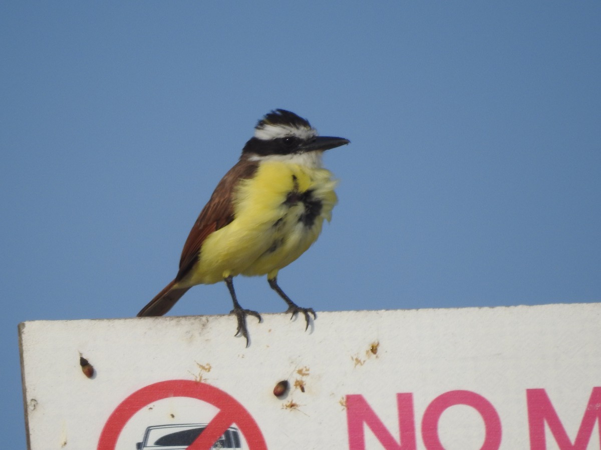Great Kiskadee - ML633870154