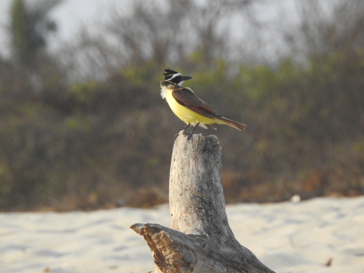Great Kiskadee - ML633870155