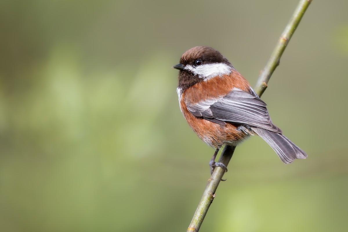 Chestnut-backed Chickadee - ML633870156
