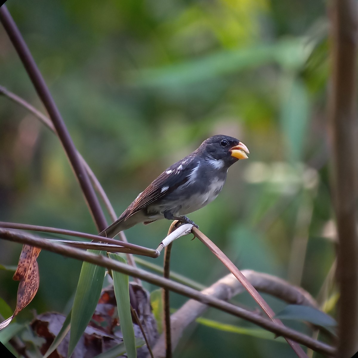 Slate-colored Seedeater - ML633870182