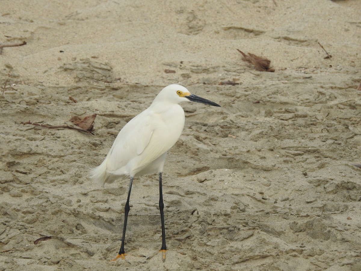 Snowy Egret - ML633870203