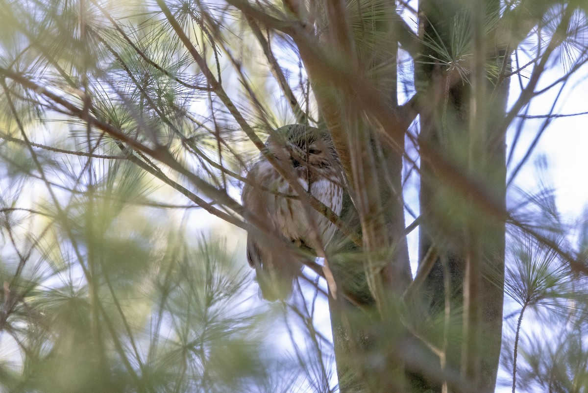 Northern Saw-whet Owl - ML633870204