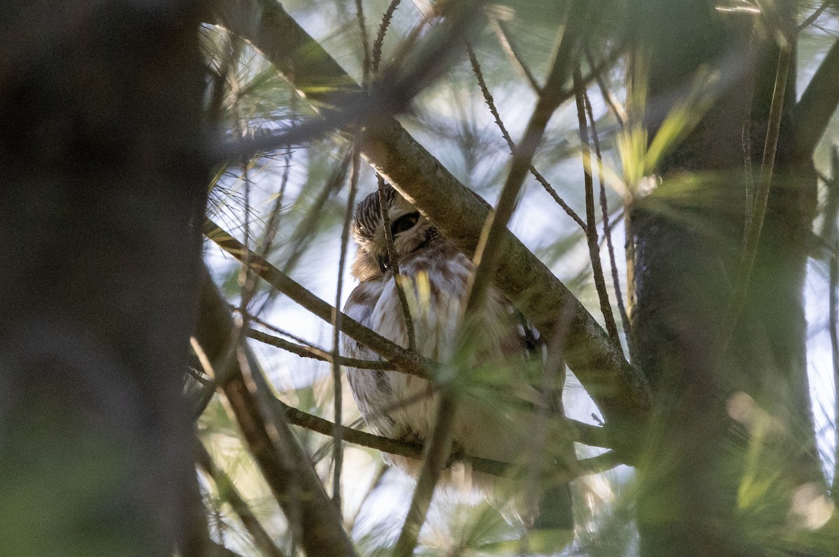 Northern Saw-whet Owl - ML633870216