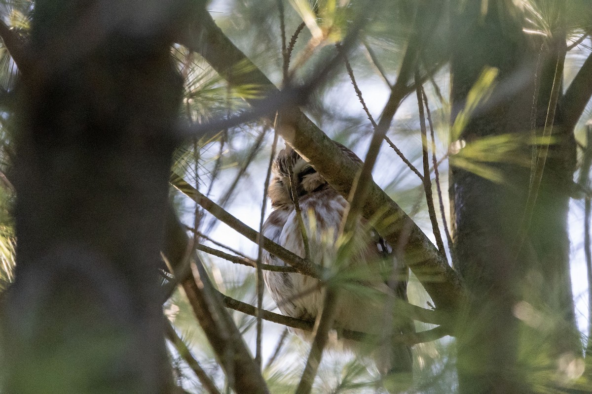 Northern Saw-whet Owl - ML633870222