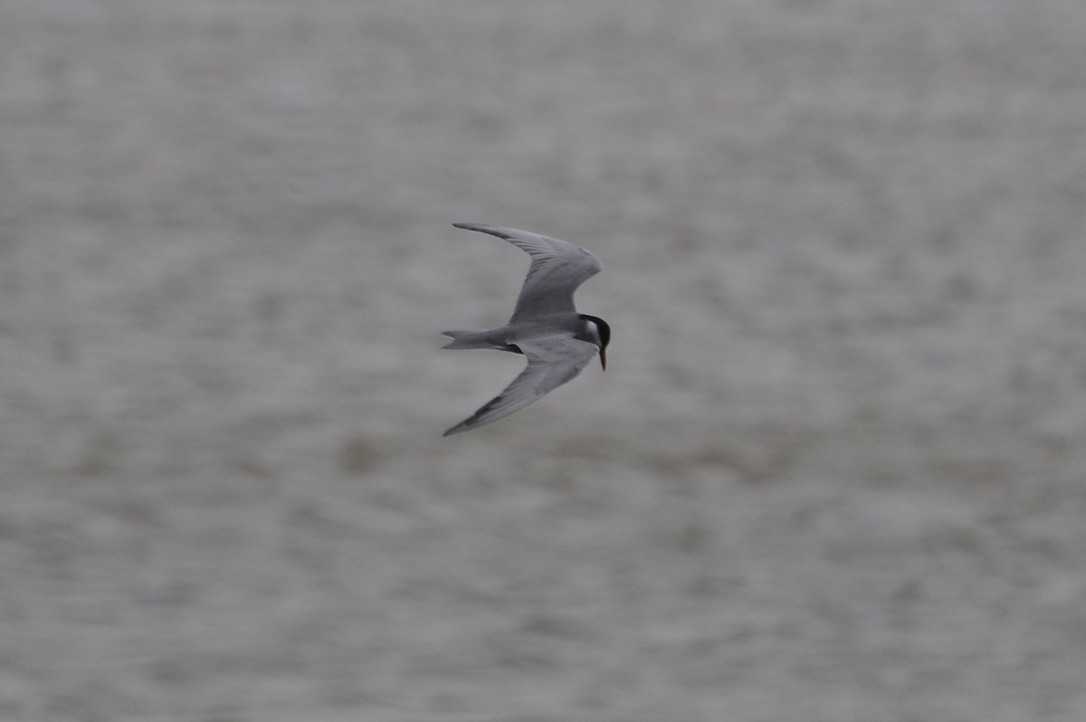 Whiskered Tern - Jorge  Safara