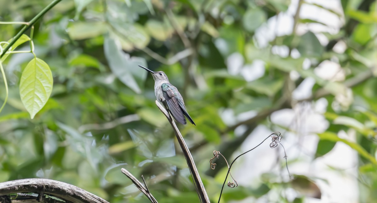 Wedge-tailed Sabrewing - ML633870481