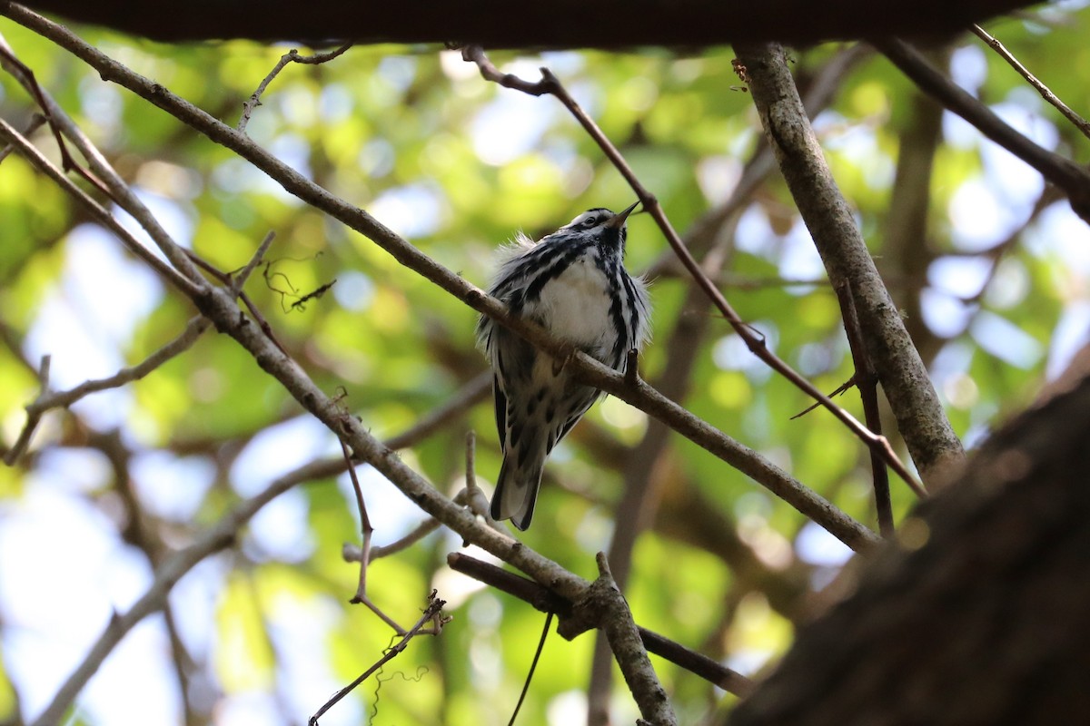 Black-and-white Warbler - ML633870594
