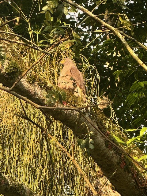 Roadside Hawk - ML633870602