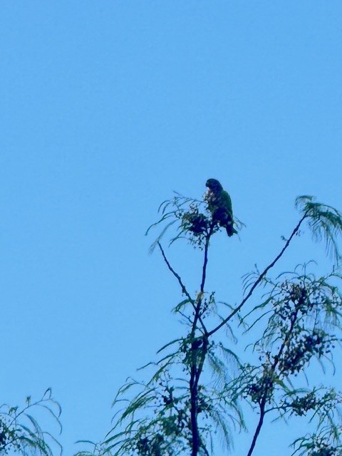 Blue-headed Parrot - ML633870607
