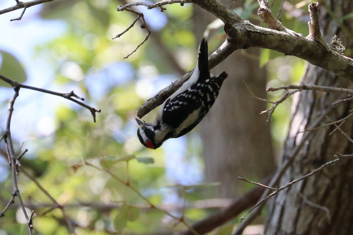 Downy Woodpecker - ML633870677
