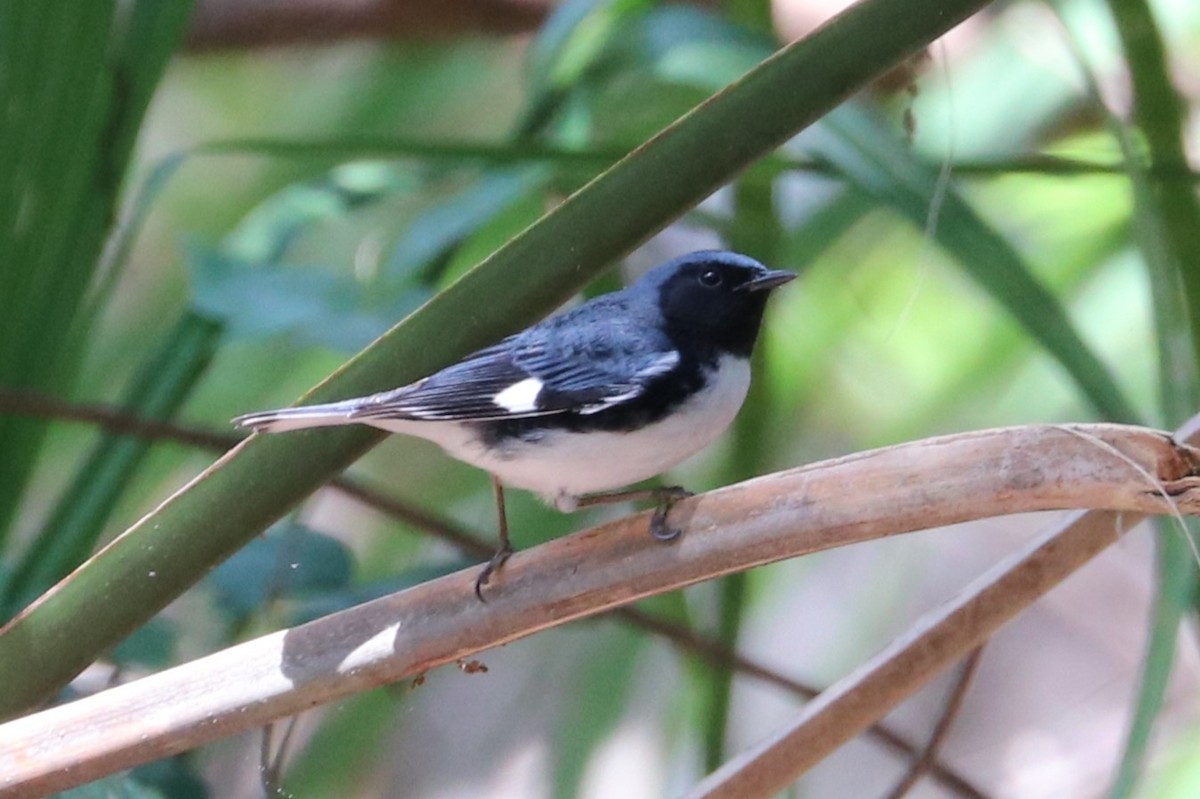 Black-throated Blue Warbler - ML633870736