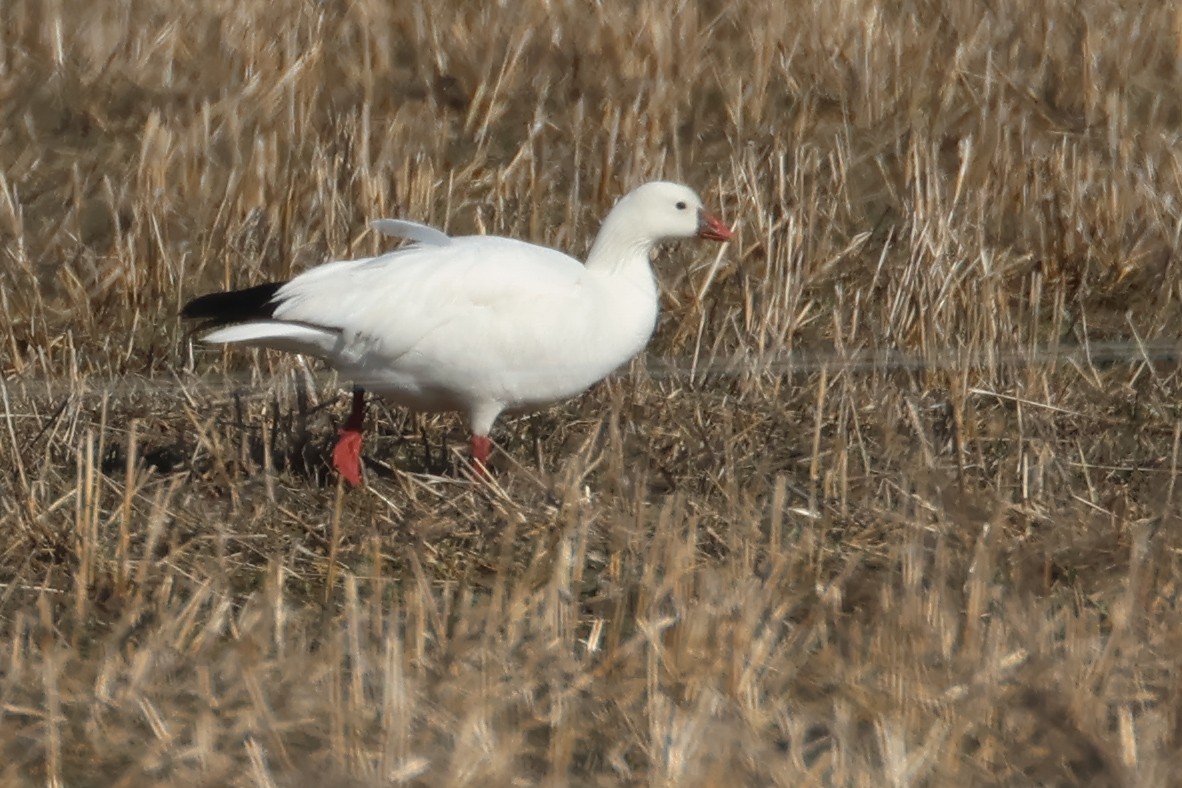 Ross's Goose - ML633870977
