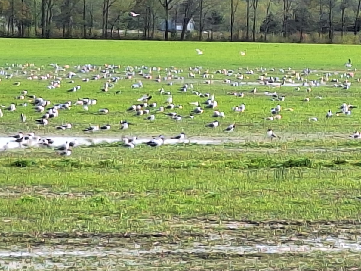 笑鷗 - ML633871088