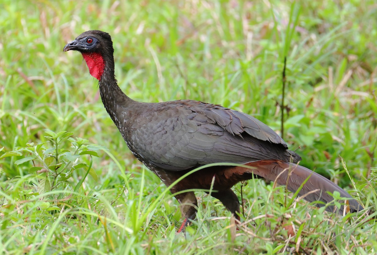 Crested Guan - ML633871135