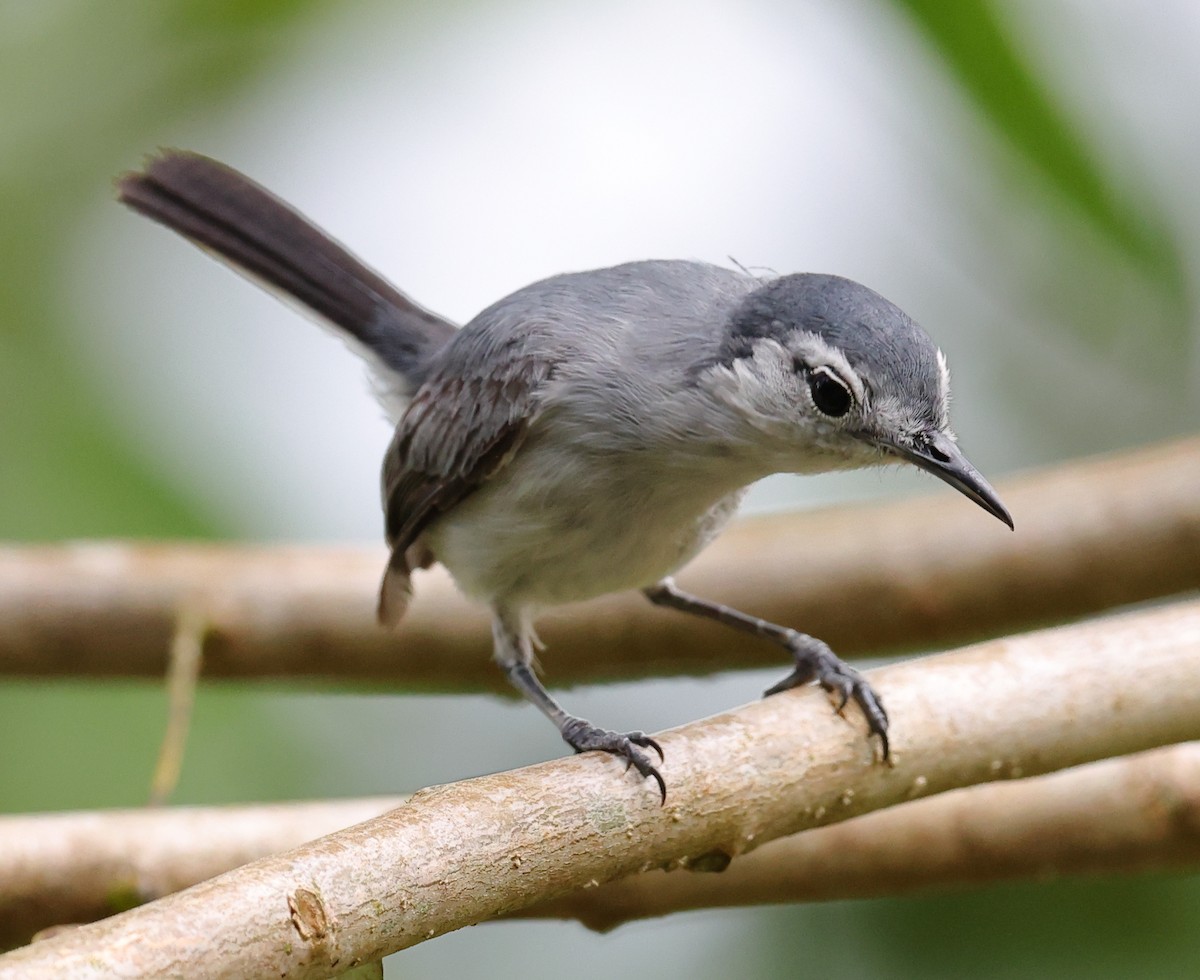 White-browed Gnatcatcher - ML633871151
