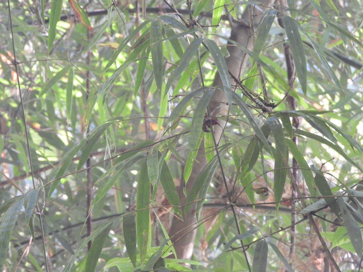 Rufous-faced Warbler - ML633871167