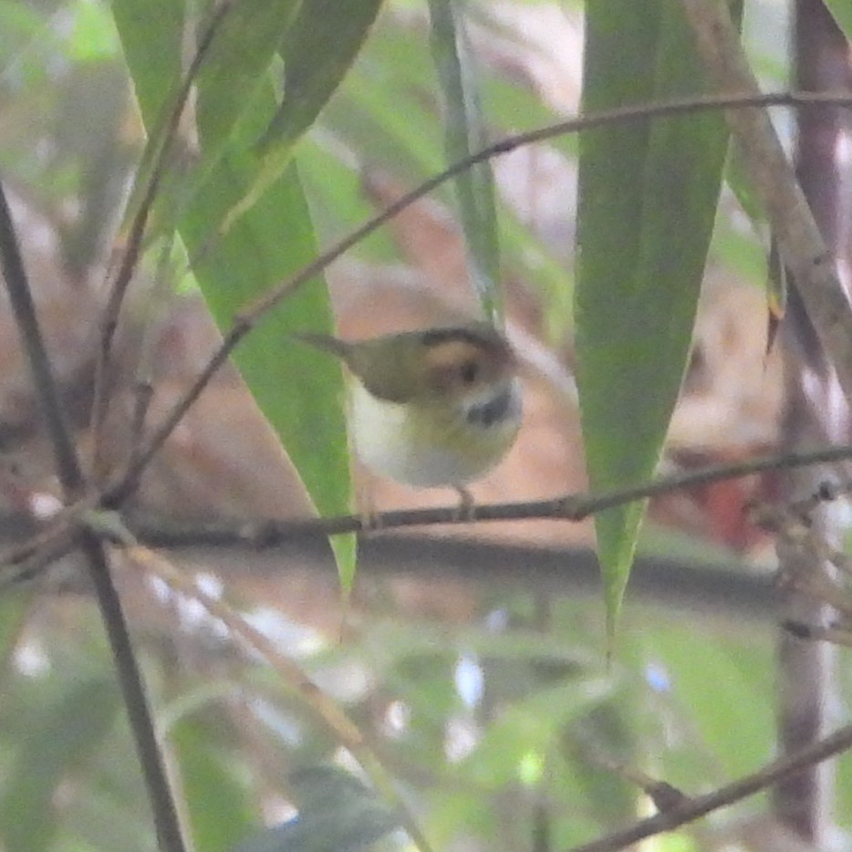 Rufous-faced Warbler - ML633871175
