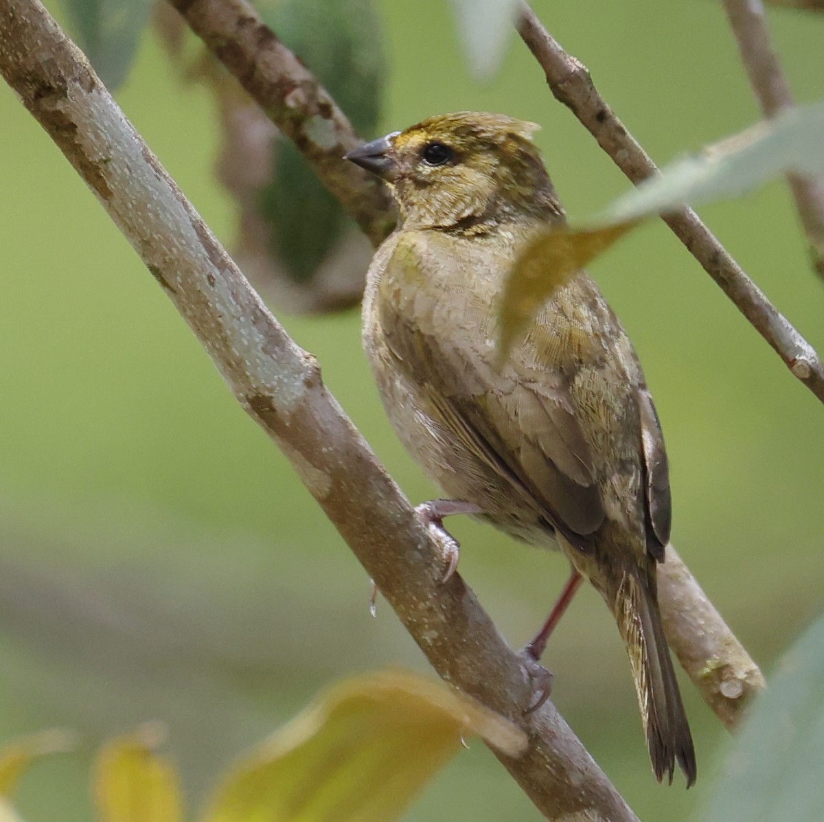 Yellow-faced Grassquit - ML633871177
