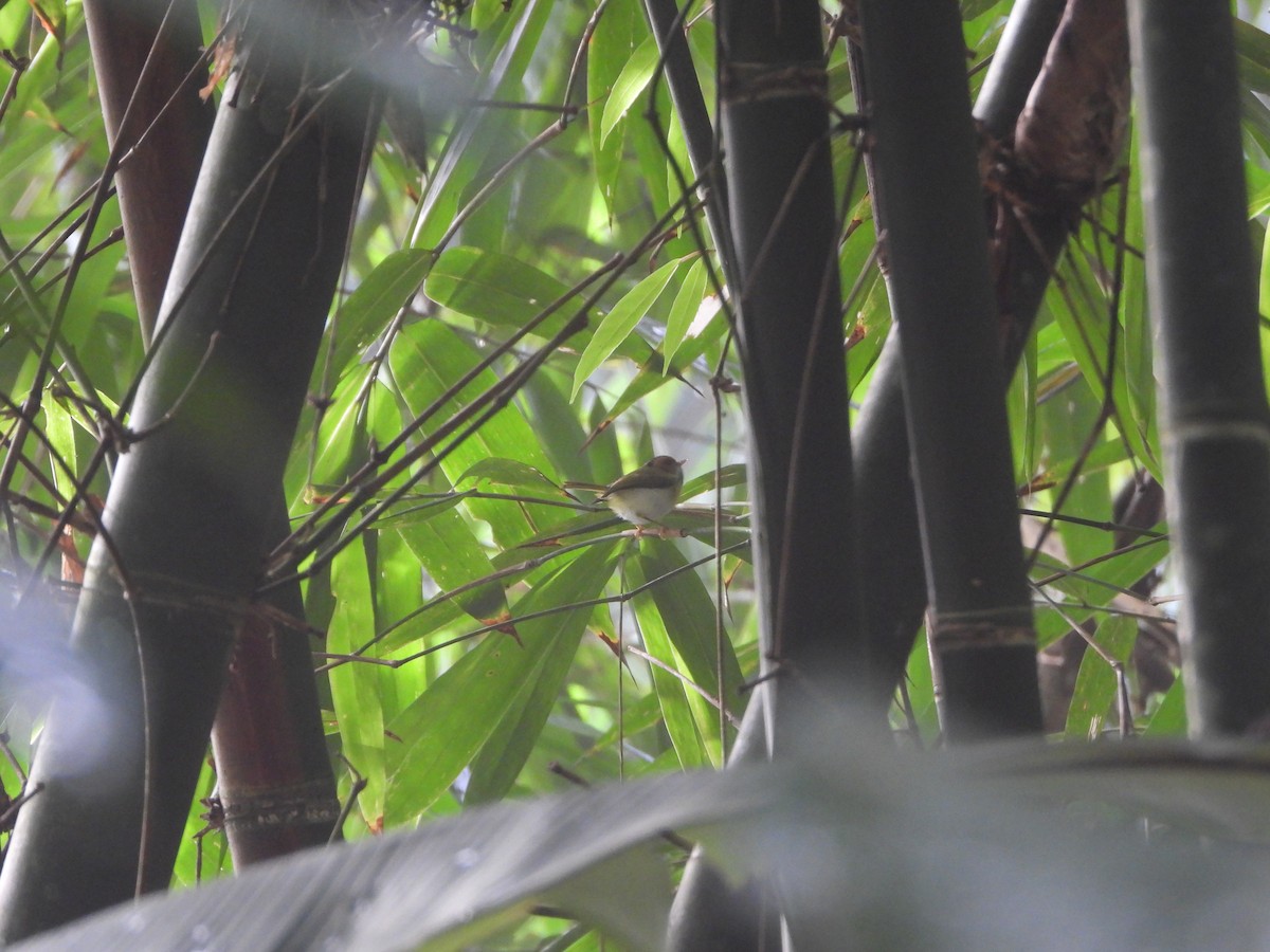 Rufous-faced Warbler - ML633871236