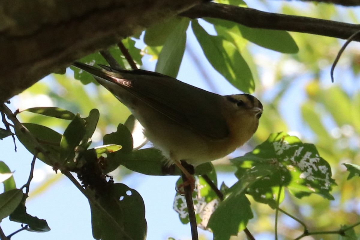 Worm-eating Warbler - ML633871237