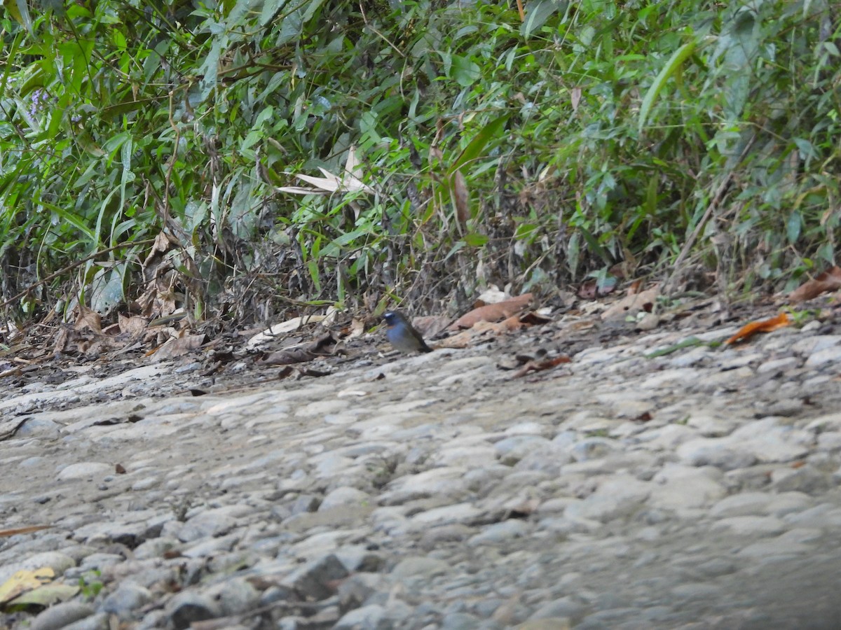 Rufous-gorgeted Flycatcher - ML633871256