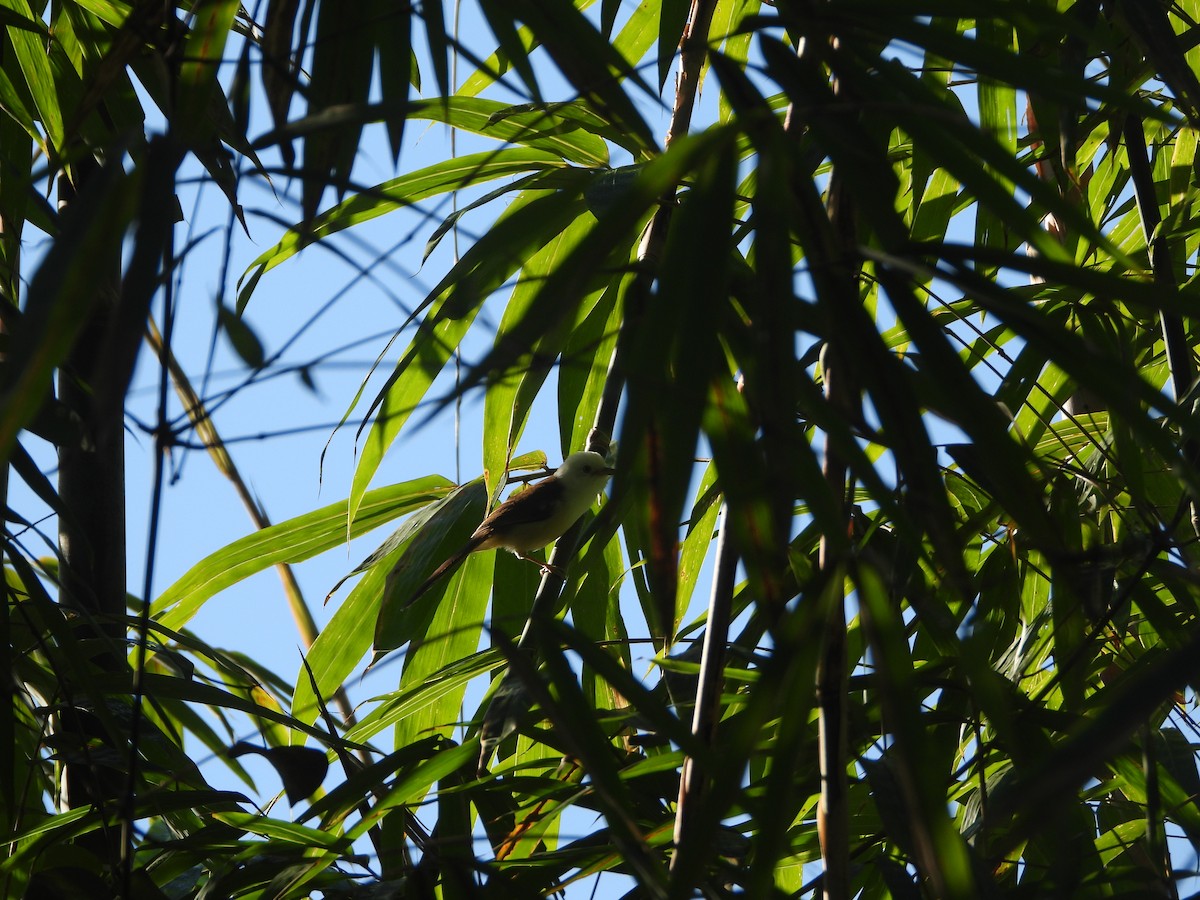 White-hooded Babbler - ML633871264