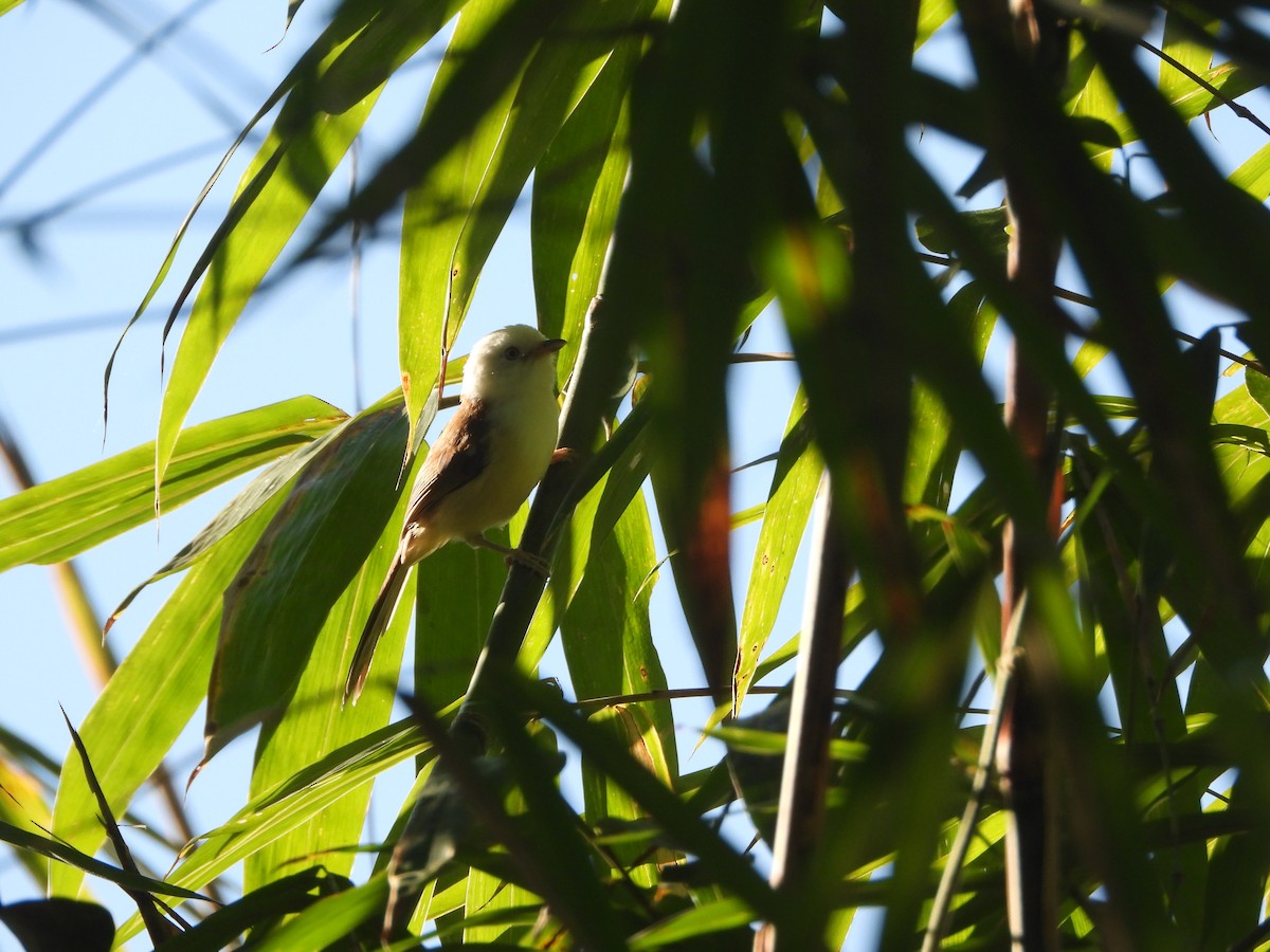 White-hooded Babbler - ML633871274