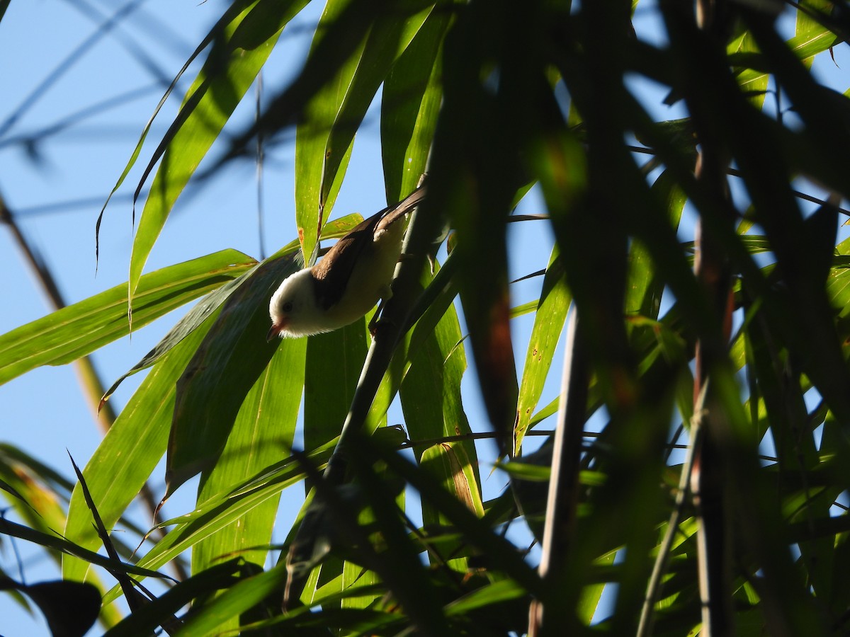 White-hooded Babbler - ML633871276