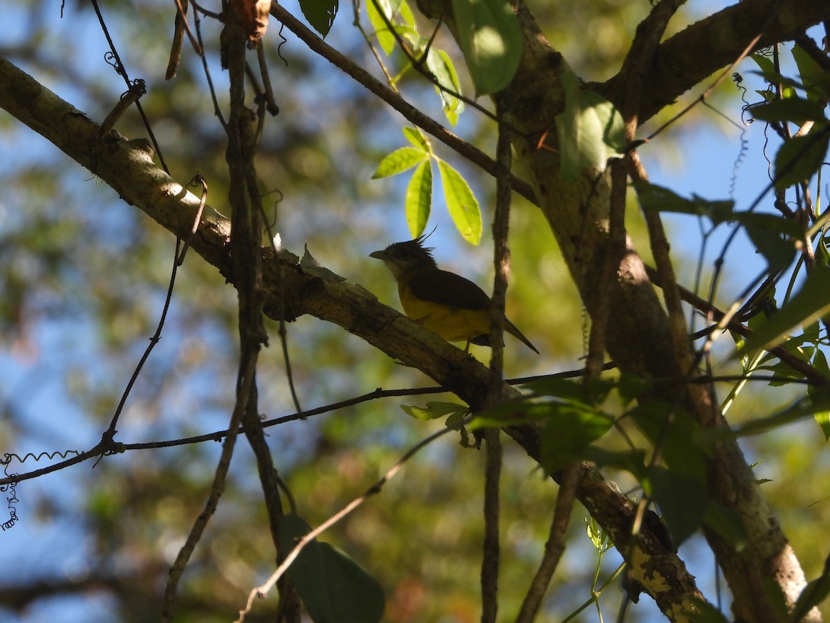 White-throated Bulbul - ML633871284