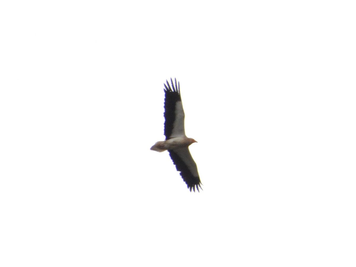 Дэлт ёл - ML633871285