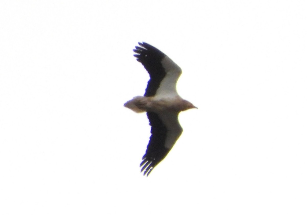 Дэлт ёл - ML633871286