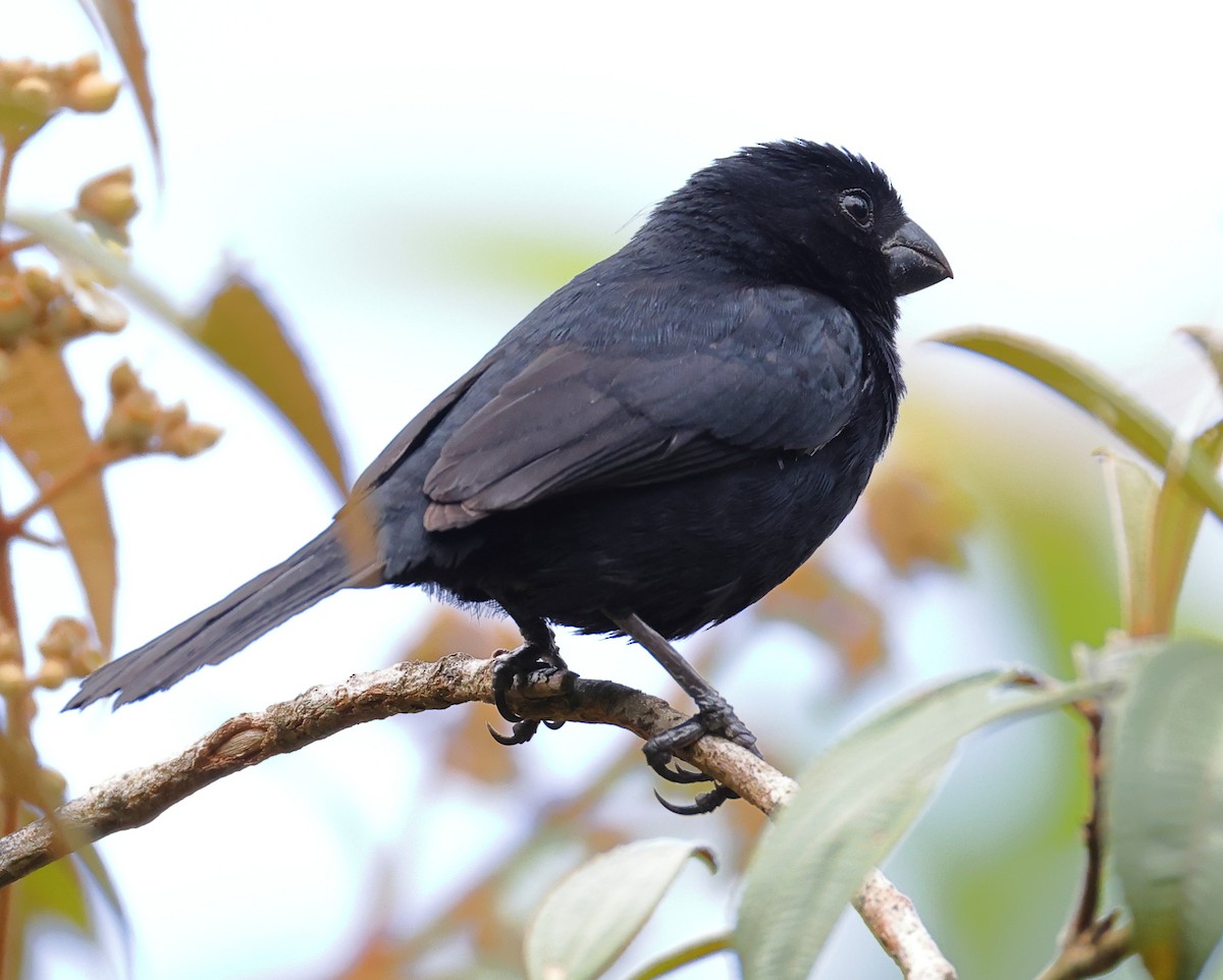 Variable Seedeater - ML633871287