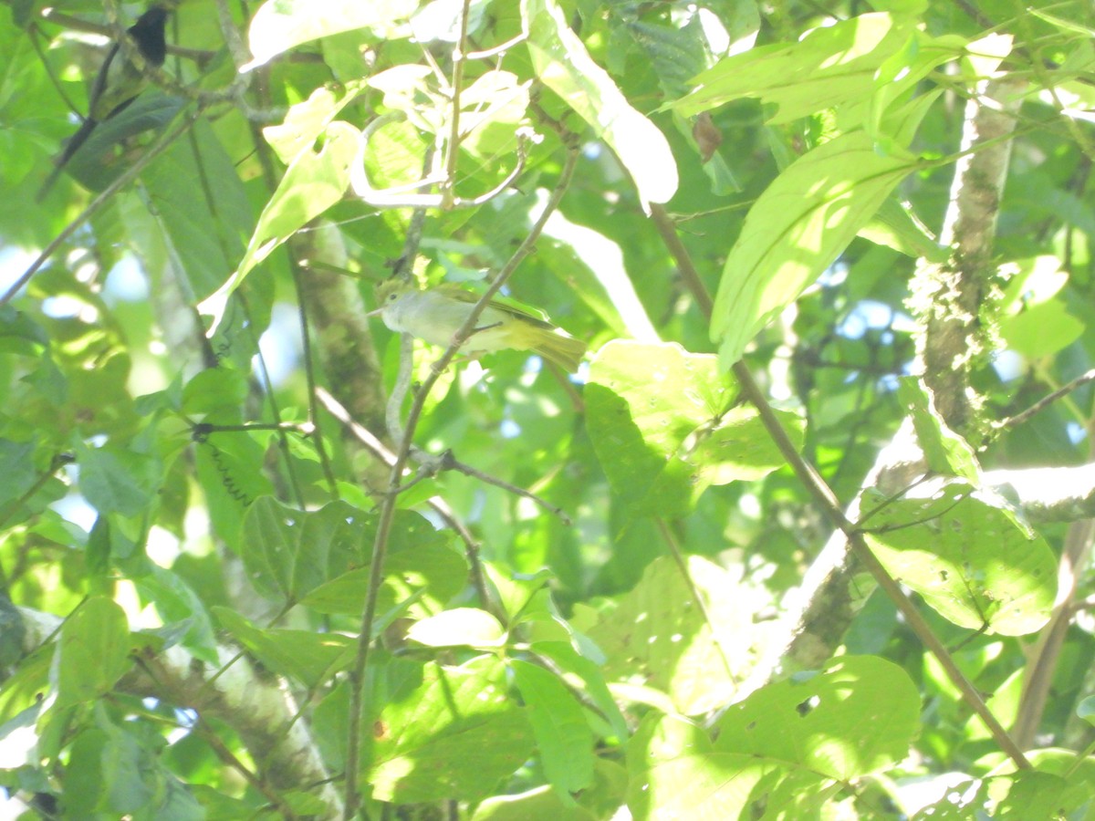 White-bellied Erpornis - ML633871300