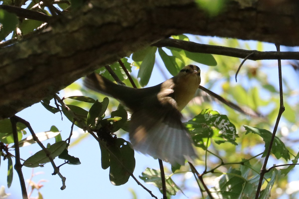 Worm-eating Warbler - ML633871313