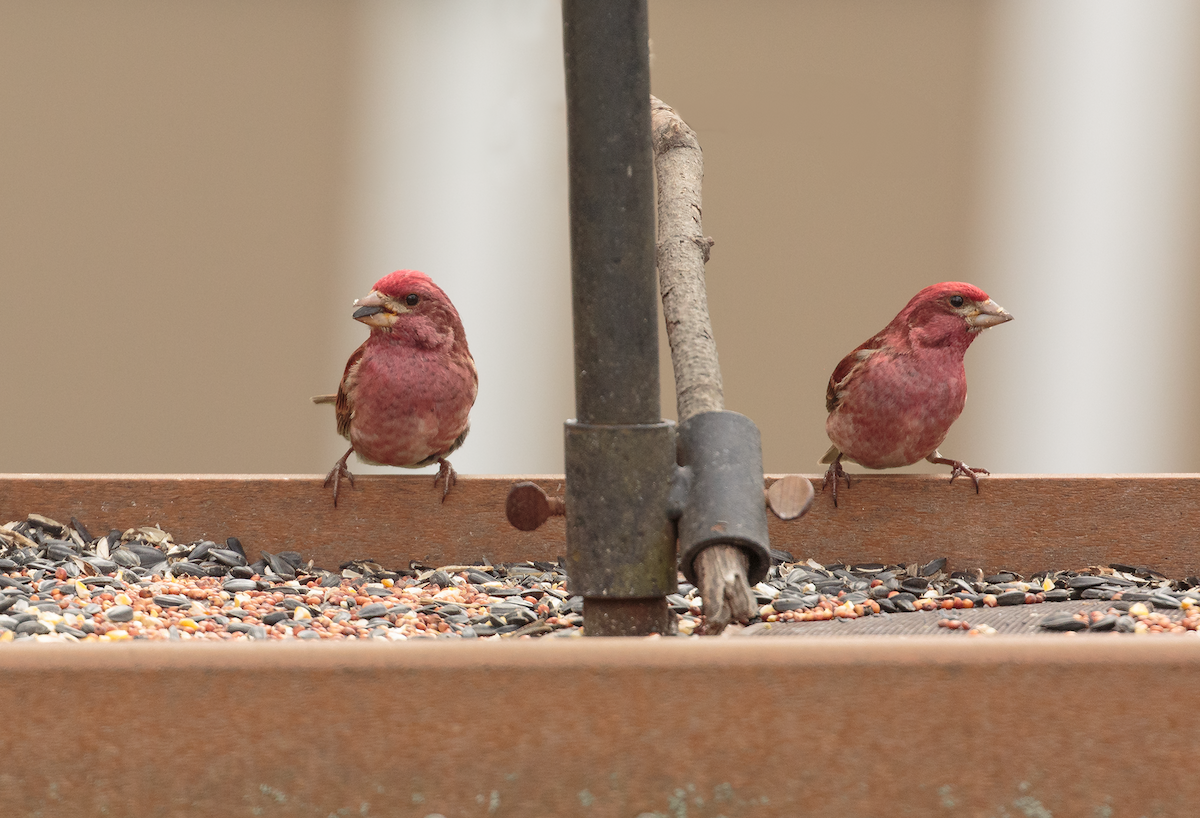 Purple Finch - ML633871373