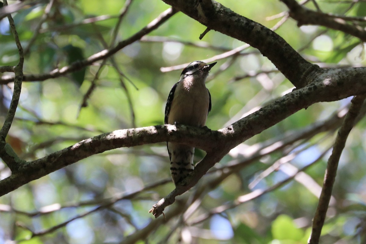 Downy Woodpecker - ML633871411