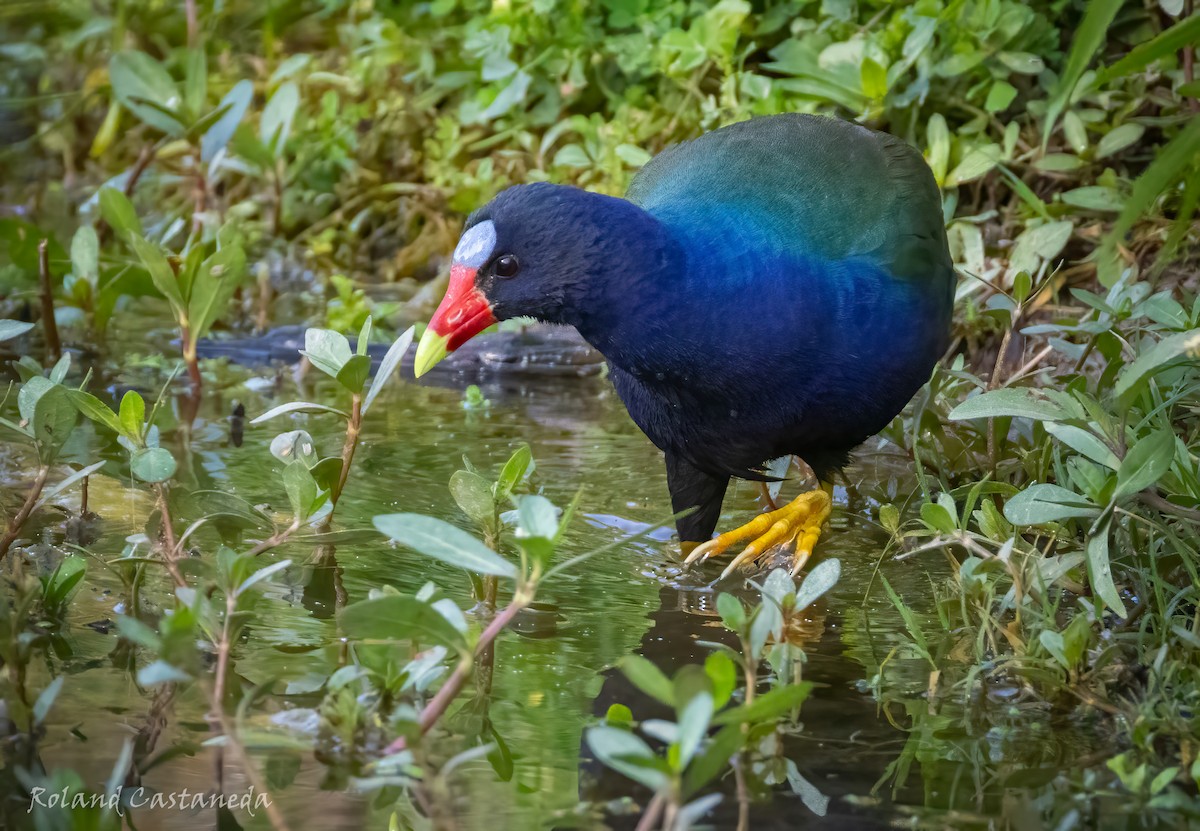 Purple Gallinule - ML633871458