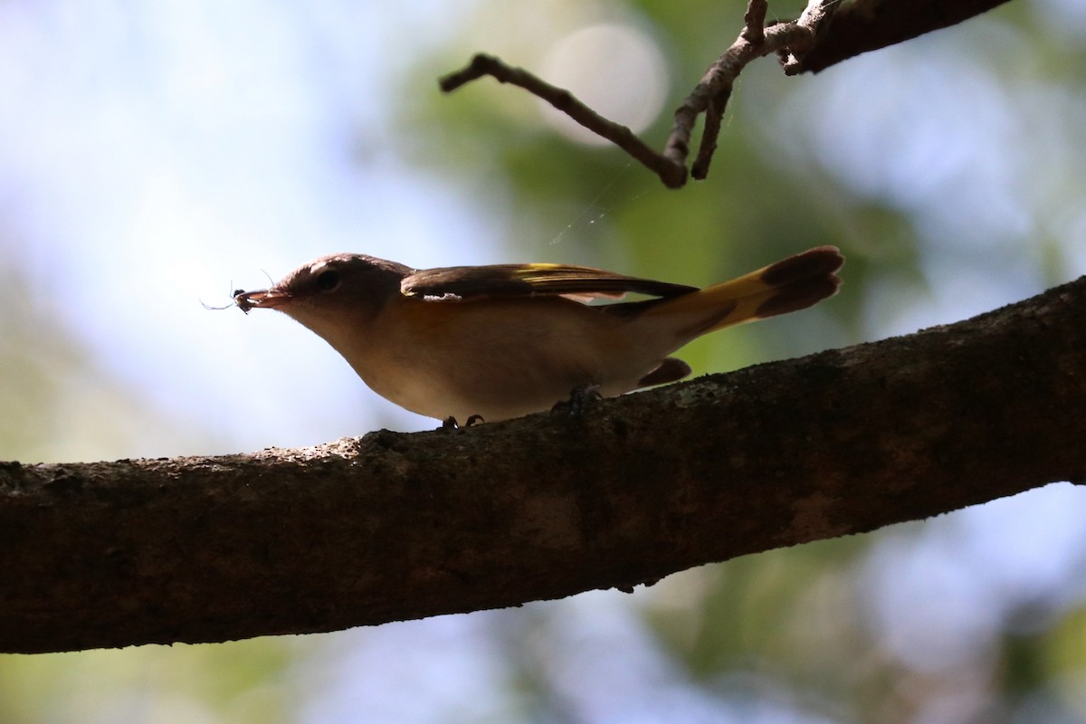 American Redstart - ML633871504